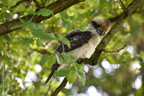 Ave pájaro