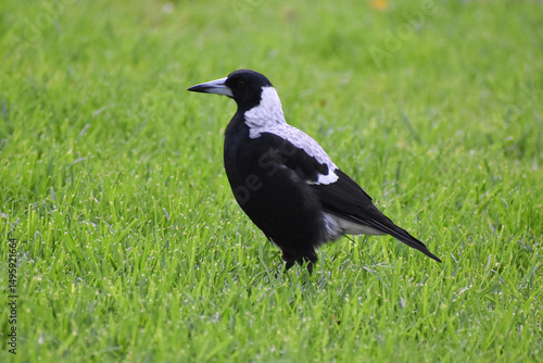 Ave o gaviota negra y blanco
