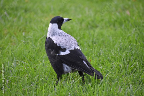 Ave o gaviota negra y blanco