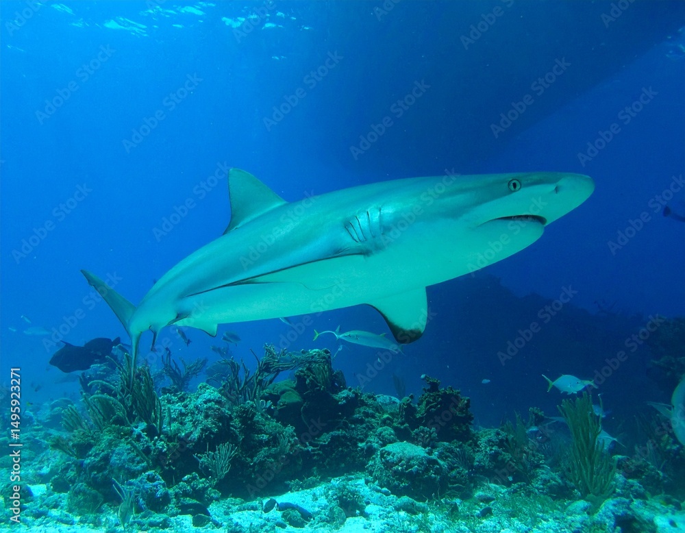 Fototapeta premium Hai fisch unterwasser 