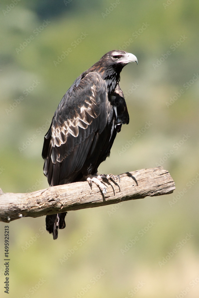 the wedge tailed eagle is sitting on a perch the wedge tailed eagle is sitting on a perch