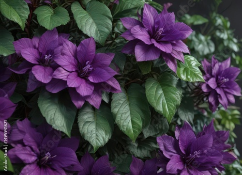 Intense purple petals, lush green leaves  Close-up botanical detail ,  natural,  flora,  rich purple