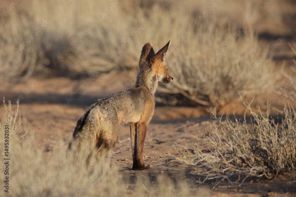 Cape fox looking into the distance, Kgalagadi National Park Cape fox looking into the distance, Kgalagadi National Park