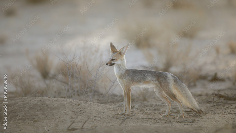Naklejka premium Cape fox looking for food in the arid Kalahari Desert
