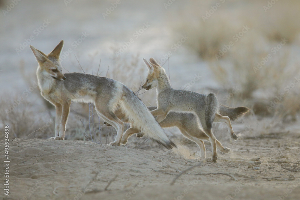 Obraz premium Young Cape fox puppy interacting with its family in the arid Kalahari Desert