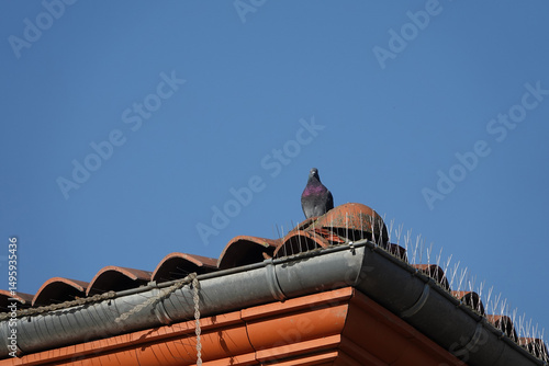 A pigeon behid roof fence spikes to combat the spread of pigeons and their nests