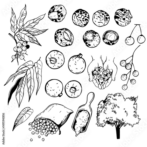  Hand-drawn Sapindus saponaria  tree ( wingleaf soapberry, western soapberry, jaboncillo,sulluku.  Vector sketch illustration.