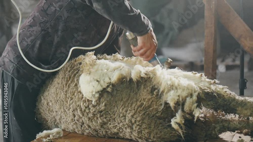 Close-up of a sheep being sheared