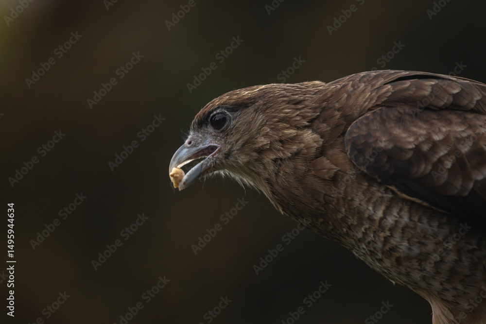 Fototapeta premium Imagen editorial de un ave rapaz comiendo un maní. Fotografía tomada en la naturaleza con fondo desenfocado, muestra un comportamiento poco habitual para este tipo de aves, ideal para contenido educat