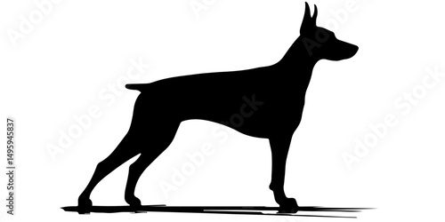 Doberman silhouette standing with alert posture on white
