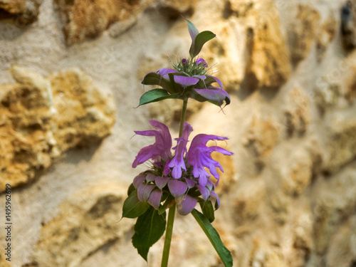 Close up of a Lemon Bergamot plant (Monarda citriodora) a very useful herb used in cooking and also for medicinal purposes
