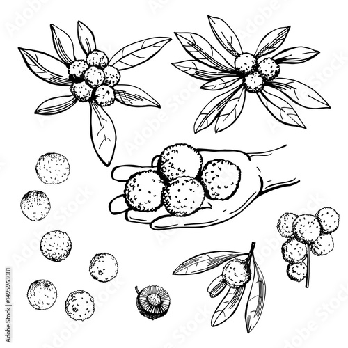 Hand-drawn  Chinese bayberry tree (Myrica rubra, Chinese Strawberry, Japanese Bayberry , Mýrica rúbra).  Vector sketch illustration
