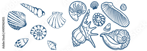 Set of hand drawn seashells drawing ink. Minimalist line art. Summer vacation design elements for trendy prints, label, menu cover. Tropical beach shells. Vector flat illustration. photo