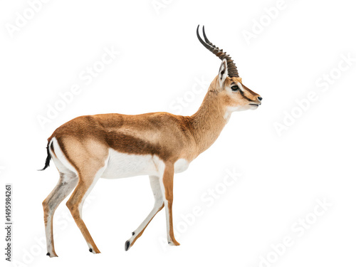 Photos Standing gazelle side view isolated on transparent background