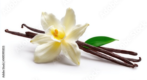 Fresh Vanilla Beans with Blooming Flower and Leaf High quality image of vanilla plant