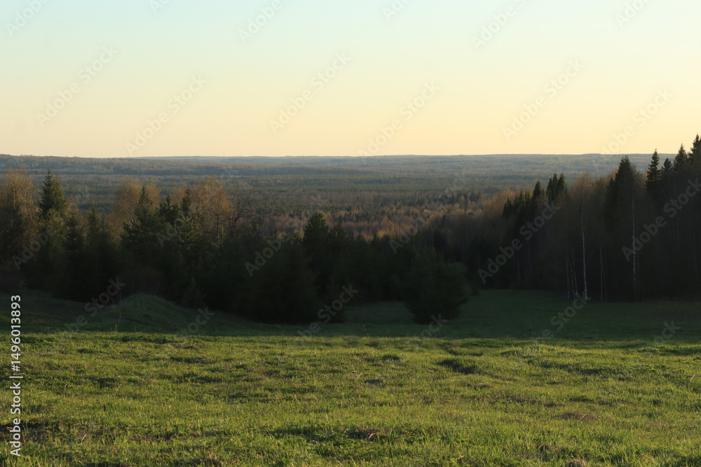 Obraz premium forest of north-eastern Europe in mid-May on a sunny evening