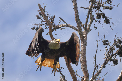 American Bald eagle flying off nest against blue sky.  photo