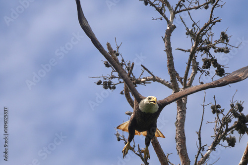 American Bald eagle flying off nest against blue sky. 