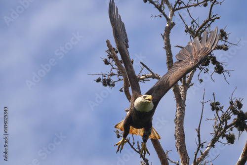 American Bald eagle flying off nest against blue sky. 