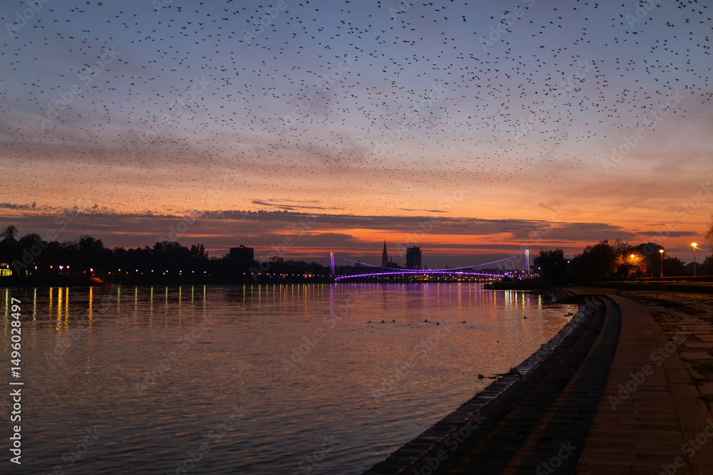 Obraz premium The city lights of Osijek reflect on the Drava River at sunset, as a large flock of crows crosses the colorful sky.
