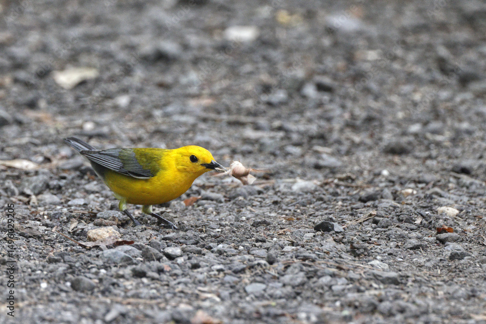 Yellow bird Prothonotary warbler eating moth on a trail. Yellow bird Prothonotary warbler eating moth on a trail.
