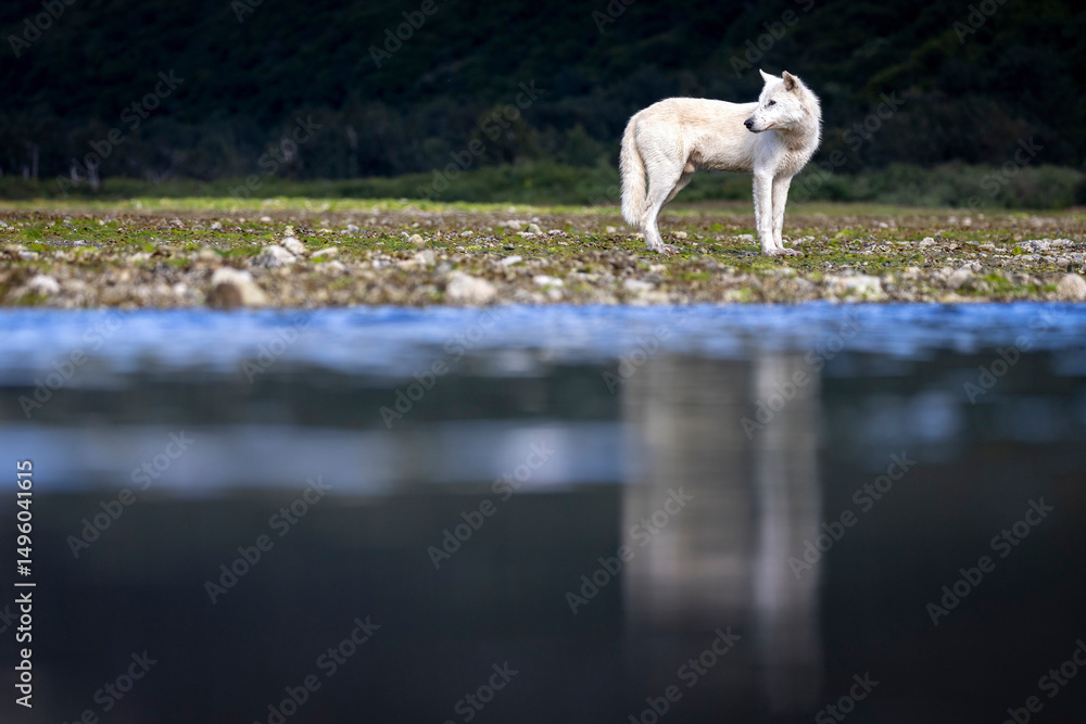 Fototapeta premium A wild grey wolf in the back country of Katmai National Park in Alaska.