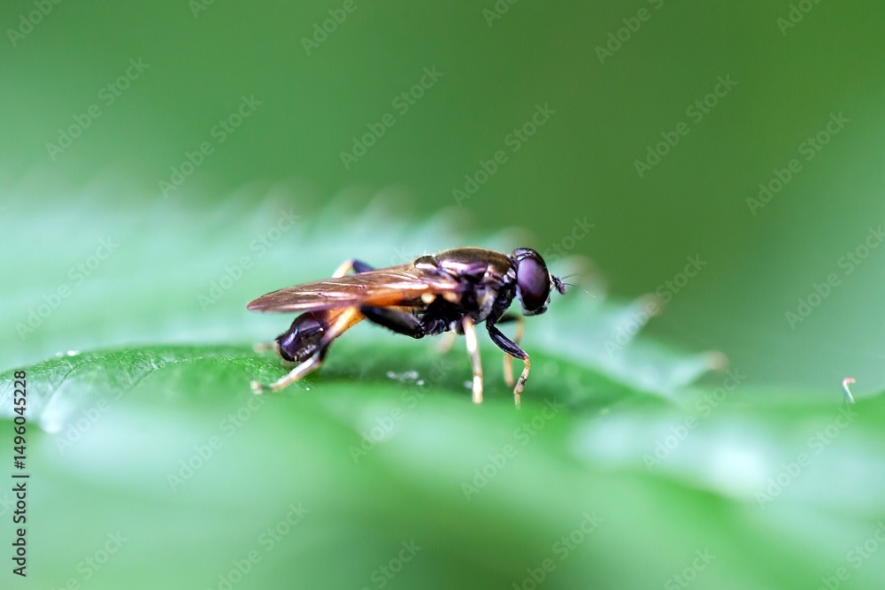 Naklejka premium Brown-toed forest fly, Xylota segnis