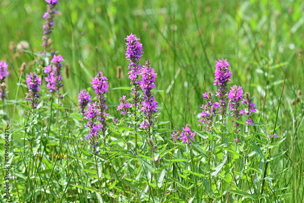 Obraz premium Pristine Mountain Gardens: Tall Blossoms in a Tranquil Natural Park