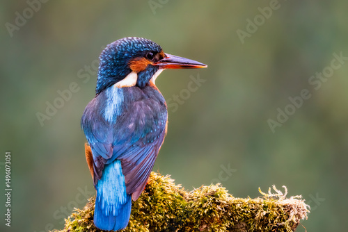 Kingfisher