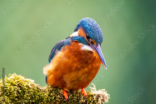 Kingfisher