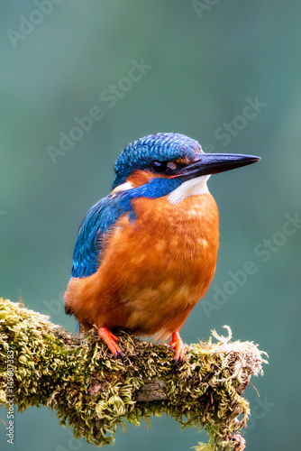 Kingfisher