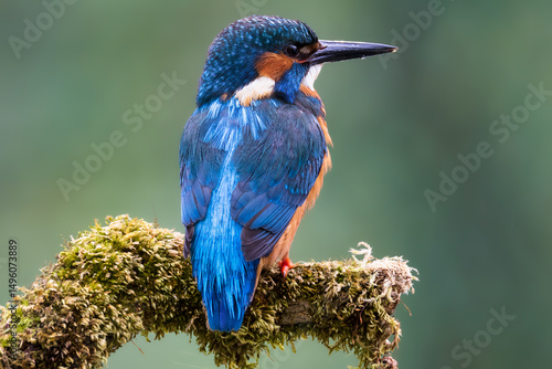 Kingfisher