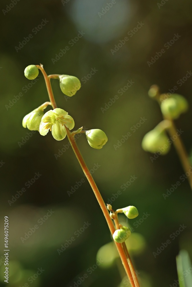 Grünliches Wintergrün (Pyrola chlorantha) Grünliches Wintergrün (Pyrola chlorantha)