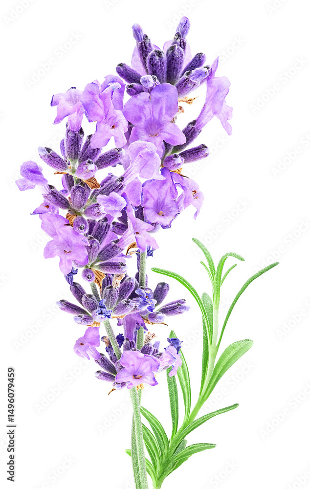 Fototapeta premium Lavender flowers and green leaves isolated on a white background. Alternative medicine concept.