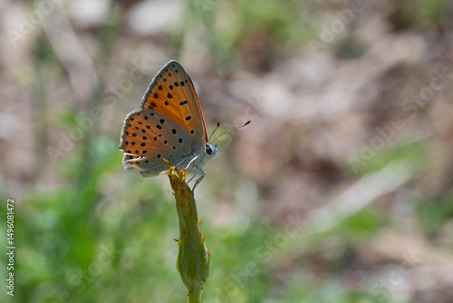 Wallpaper Mural Lycaenidae / Küçük Ateş / Lesser Fiery Copper / Lycaena thersamon Torontodigital.ca