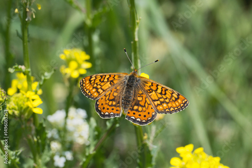 Nymphalidae / Nazuğum / Marsh Fritillary / Euphydryas aurinia