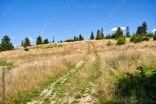 Fototapeta Naklejka Na Ścianę i Meble -  tourist trail on a dirt road in a meadow in the Beskidy mountains