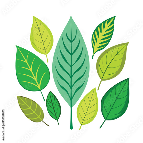 Ash leaf vector illustration. Green leaves isolated on white. green leaves on white background . Collection of green leaf logo, icon vector design.