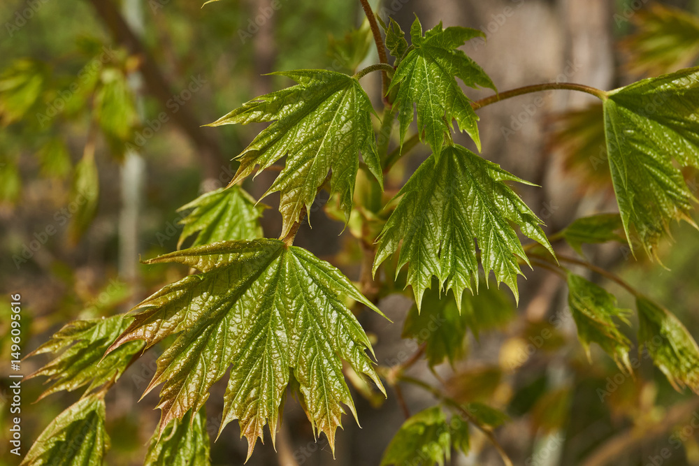 From the leaf buds of the holly maple (Lat. Acer platanoides) the leaves unfolded. Holly maple, or sycamore maple is a woody plant a species of the genus Maple (Acer) of the Sapindaceae family. From the leaf buds of the holly maple (Lat. Acer platanoides) the leaves unfolded. Holly maple, or sycamore maple is a woody plant a species of the genus Maple (Acer) of the Sapindaceae family.