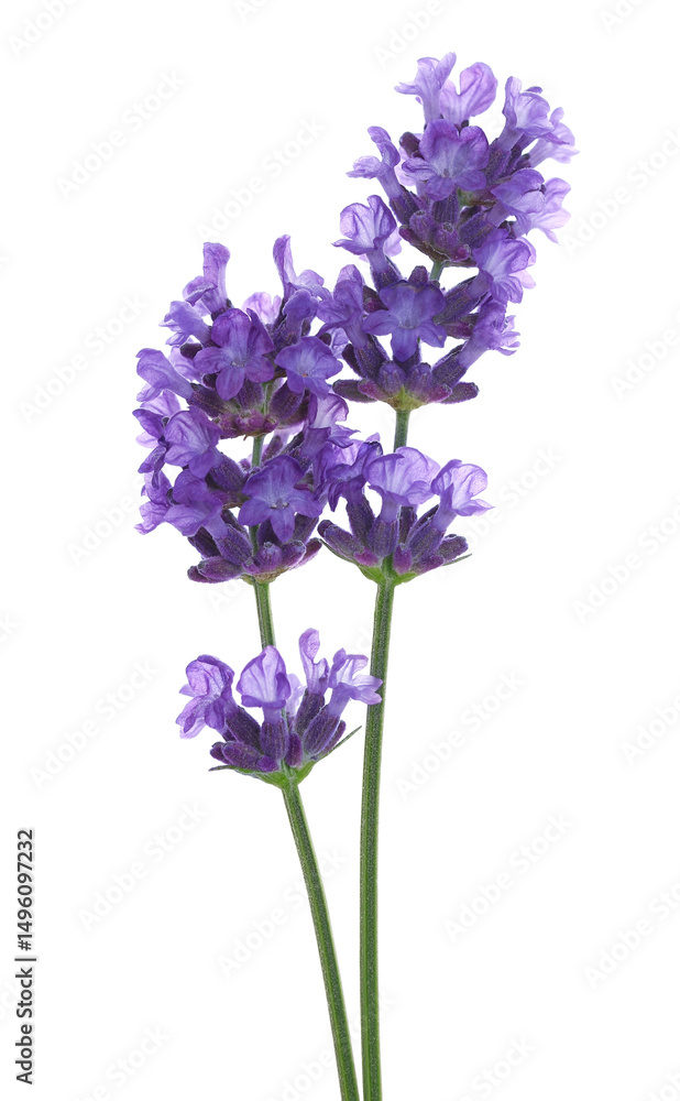 Fototapeta premium Lavender flower in spring, isolated on white, clipping path, (Lavandula)