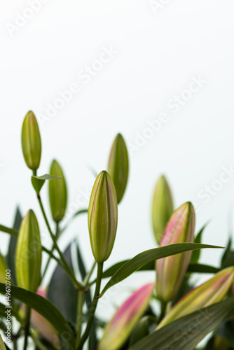 Buds of a lily plant
