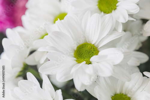 Close up of white chrysanthemum flowers