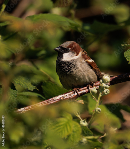 bird on a branch 