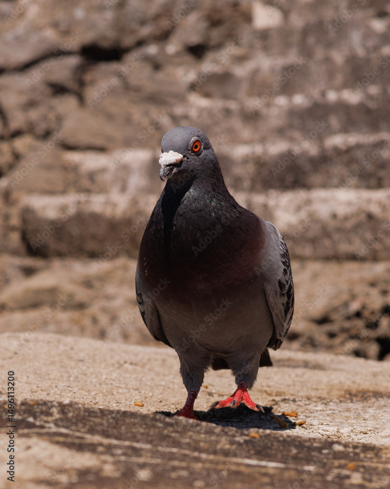 Obraz premium pigeon on the ground