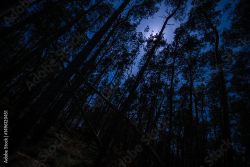 moon in the forest