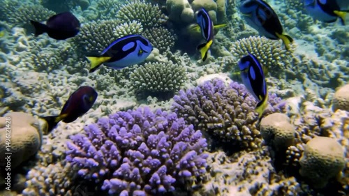 Enchanting Coral Reef Home To Dory Fish And Aquatic Life