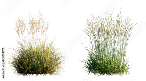 Whispering grasses bathed in golden sunlight embodying tranquility and resilience in nature s on transparent background