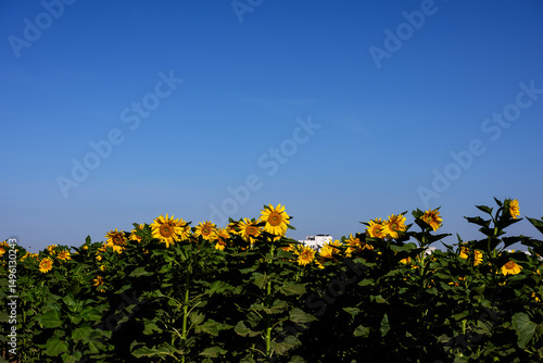 Sunflower field with blue sky