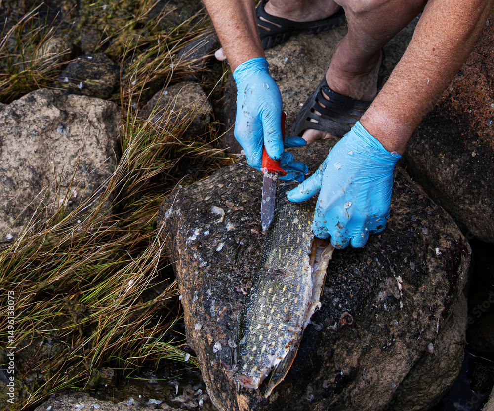 Obraz premium Fisherman filleting fresh fish on beach outdoors. Closeup of hands wearing blue latex gloves using a sharp knife to fillet a fresh fish on a rock surface.