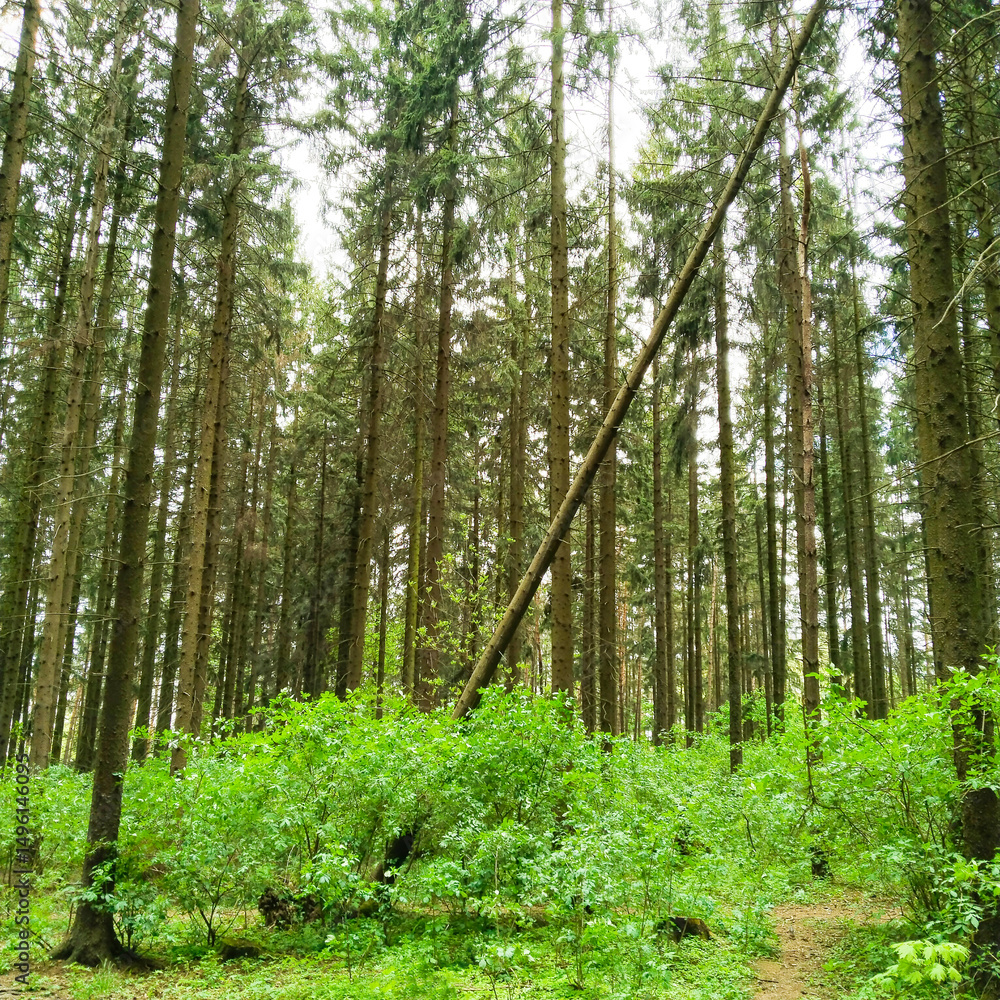 Naklejka premium Falling old tree in forest. After natural disaster.